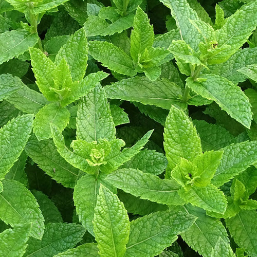 Spearmint plant representing Spearmint Essential Oil