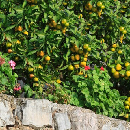 Citrus trees and geranium representing Springing Essential Oil Blend