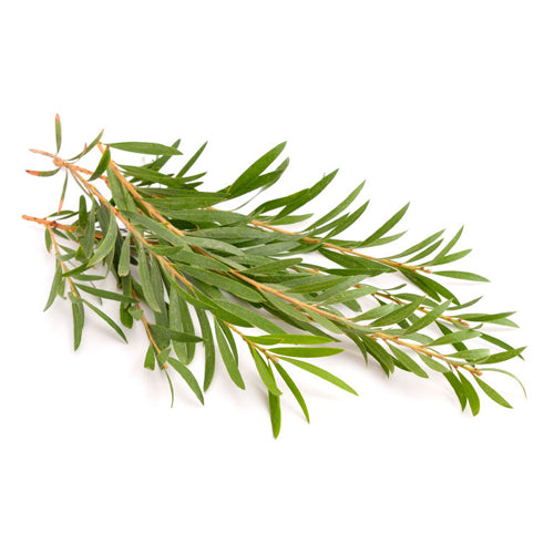 Tea Tree Essential Oil - Australian represented by a sprig of tea tree leaves