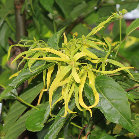 Ylang Ylang Natural Essential Oil