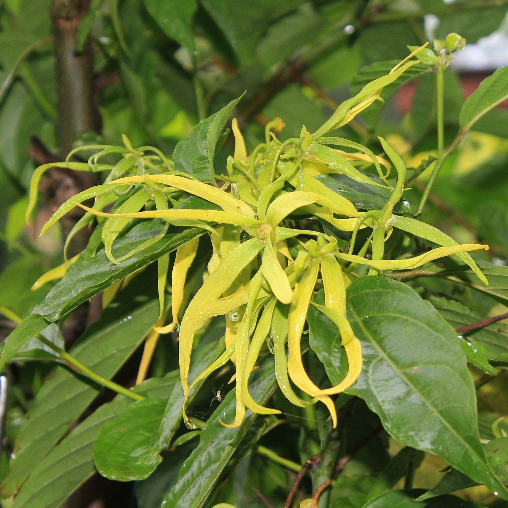 Ylang ylang natural flower 